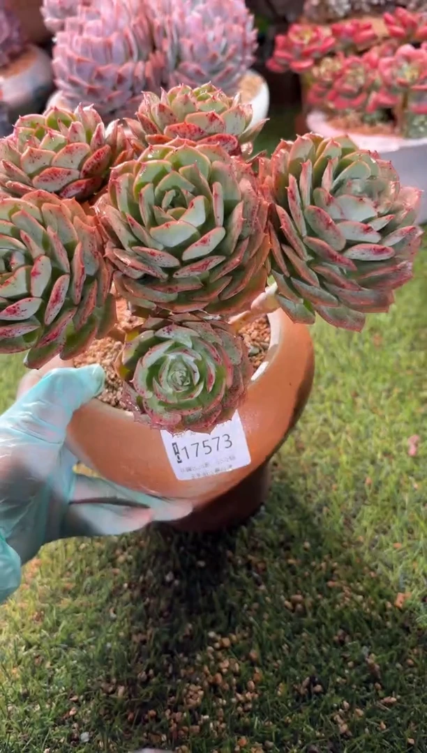 【闪购商品】17573