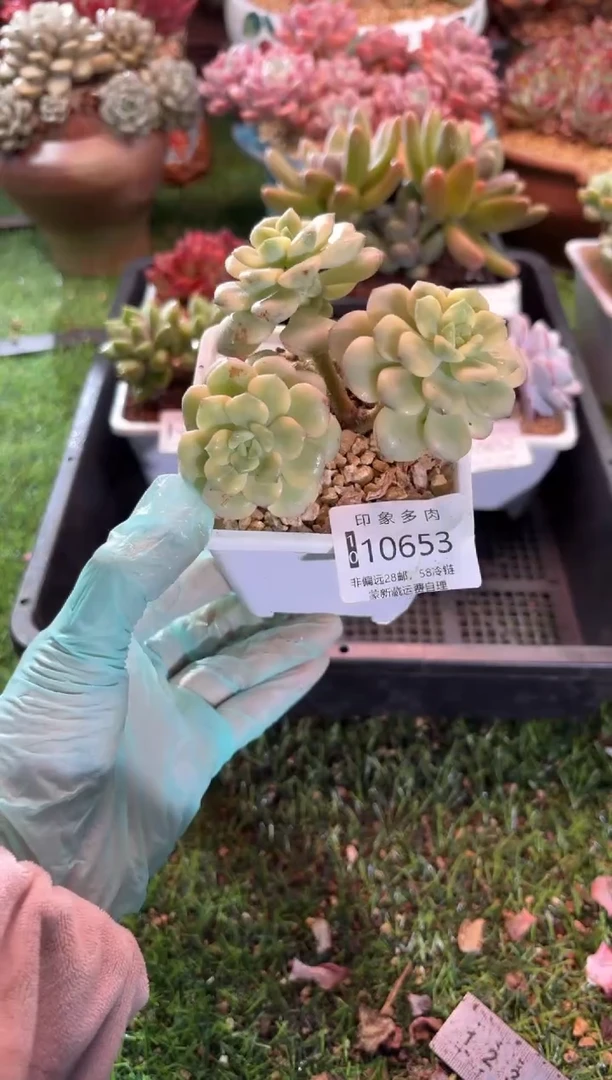 【闪购商品】10653