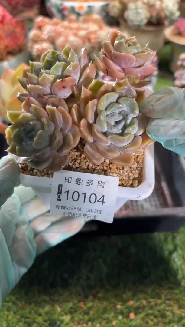 【闪购商品】10104