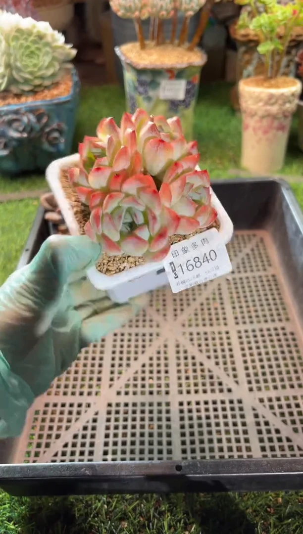 【闪购商品】16840