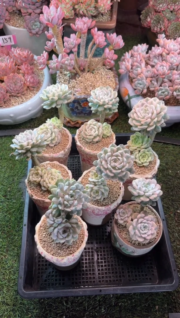 【闪购商品】0粉布偶锦