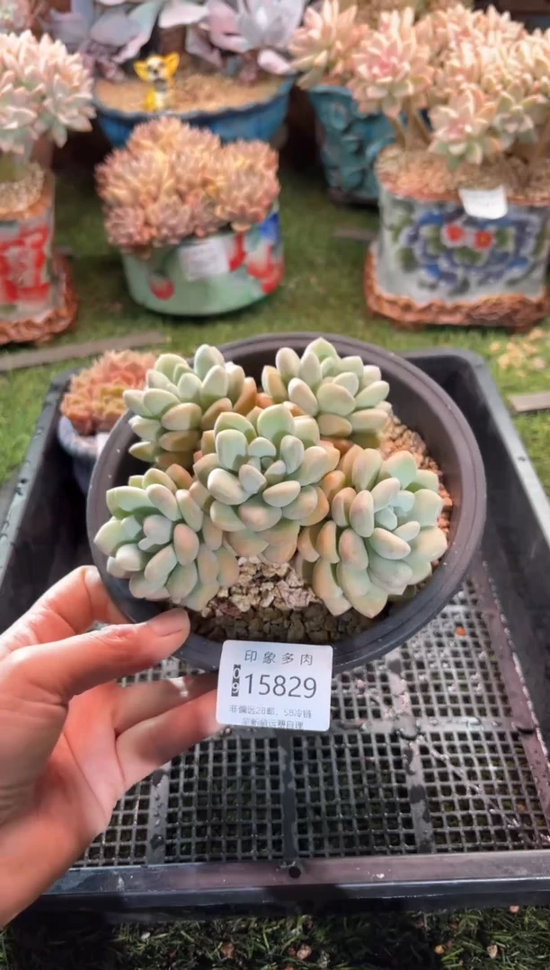 【闪购商品】15829