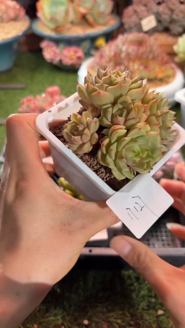 【闪购商品】17127