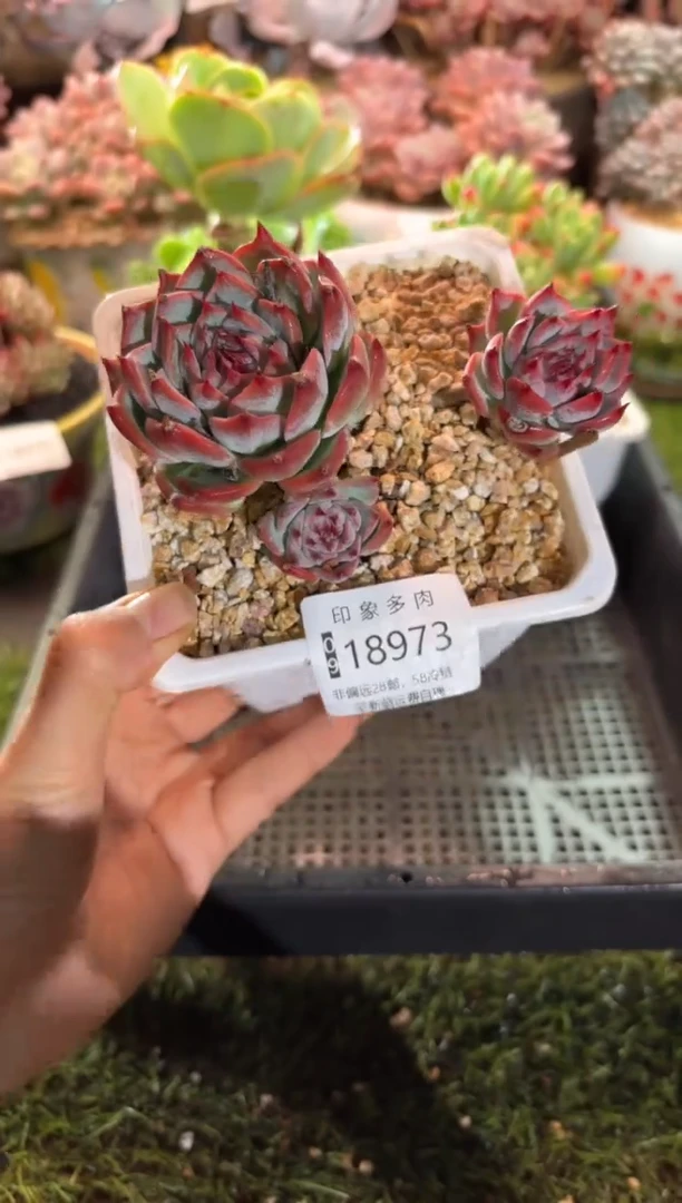 【闪购商品】18973