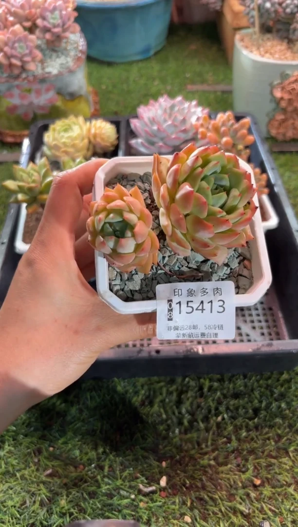 【闪购商品】15413