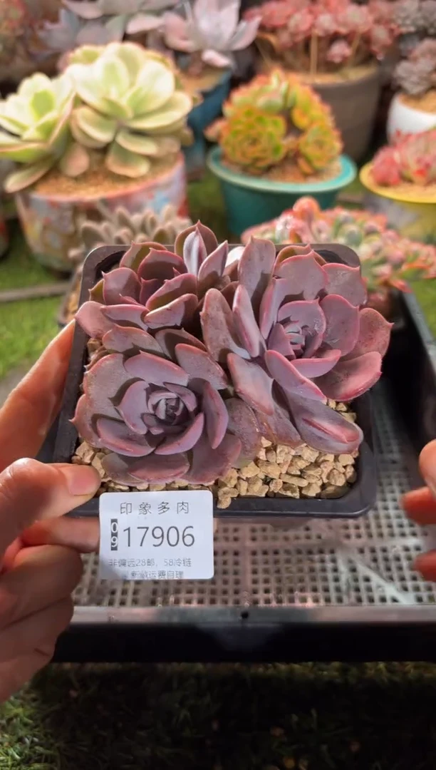 【闪购商品】17906