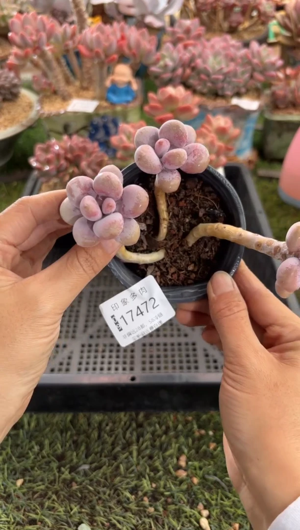 【闪购商品】17472