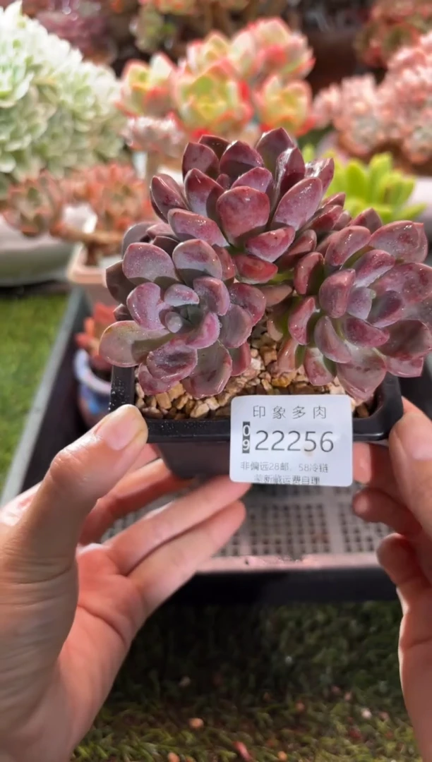 【闪购商品】22256