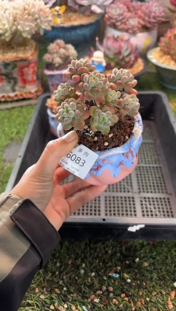 【闪购商品】16083