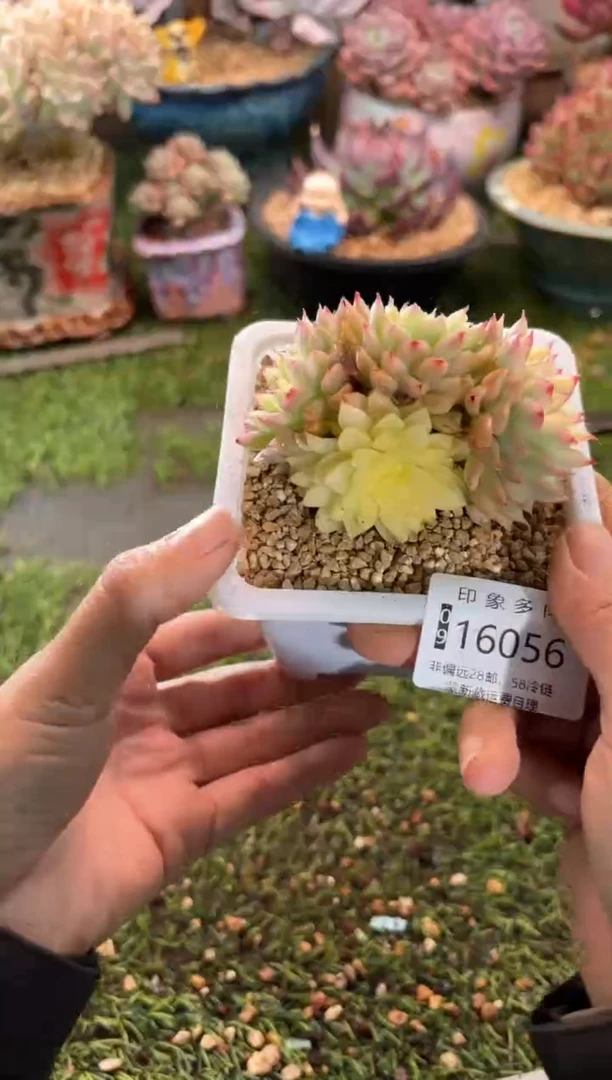 【闪购商品】16056