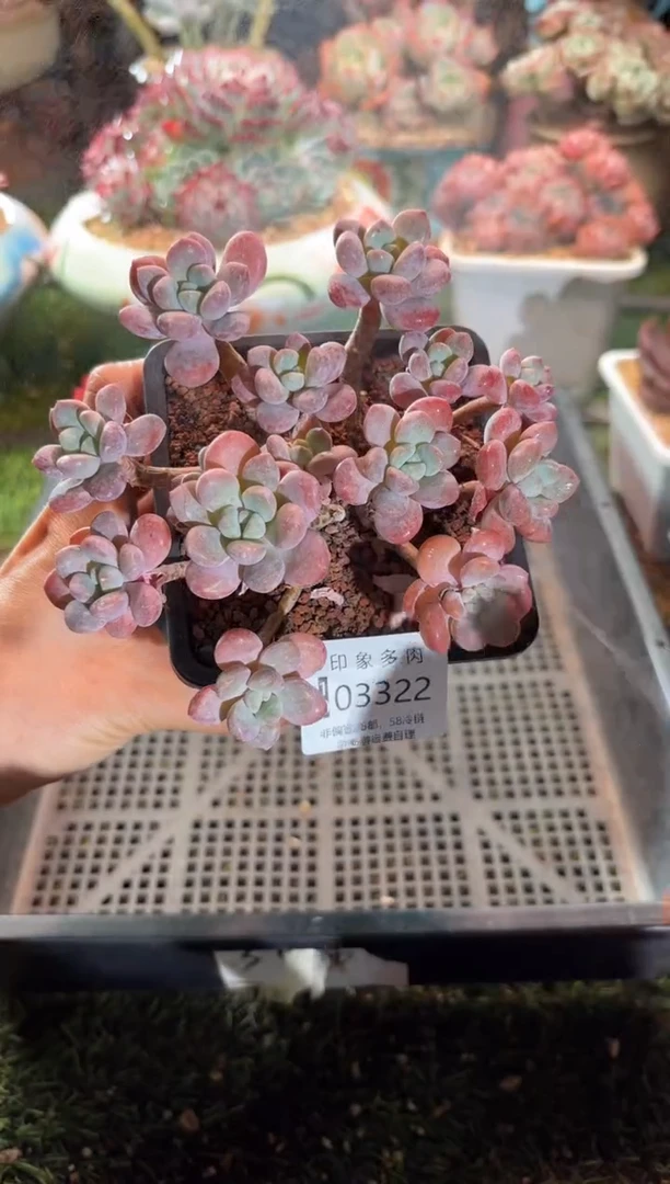 【闪购商品】03322