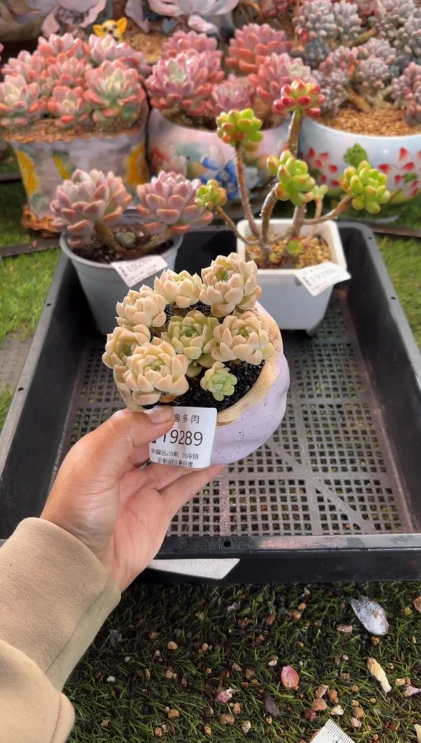 【闪购商品】19289