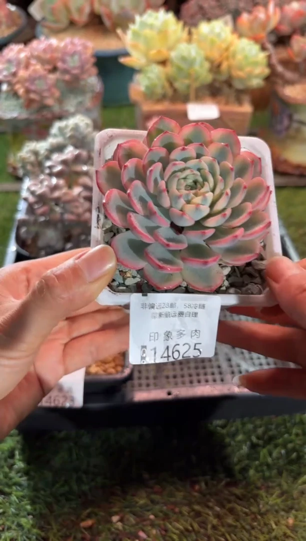 【闪购商品】14625