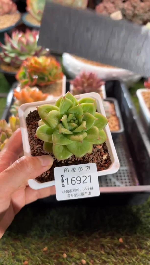 【闪购商品】16921