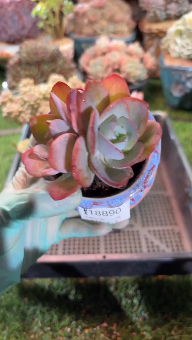 【闪购商品】18890