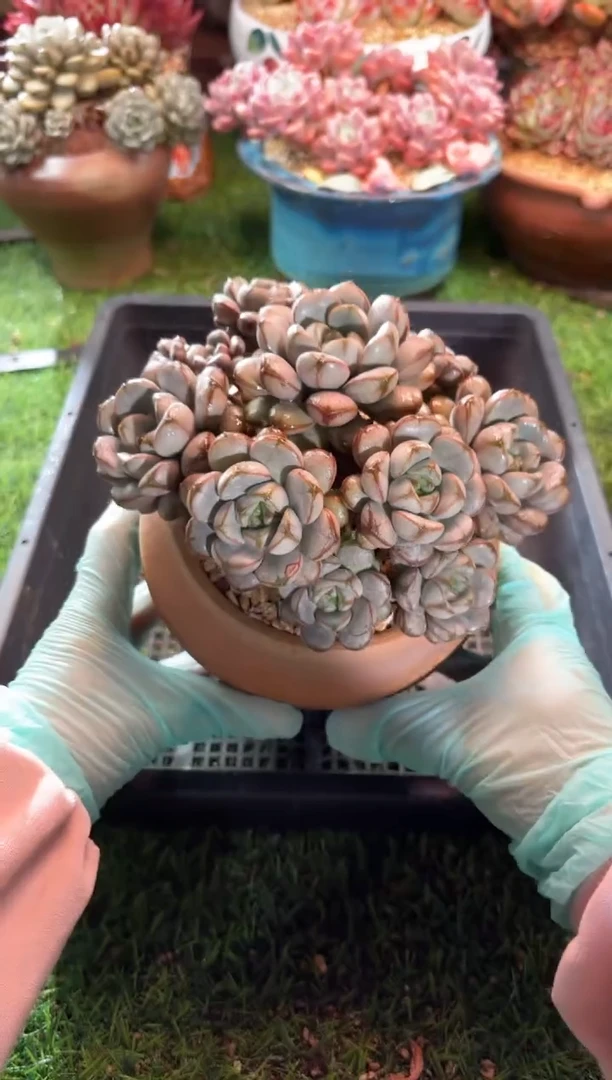 【闪购商品】10629