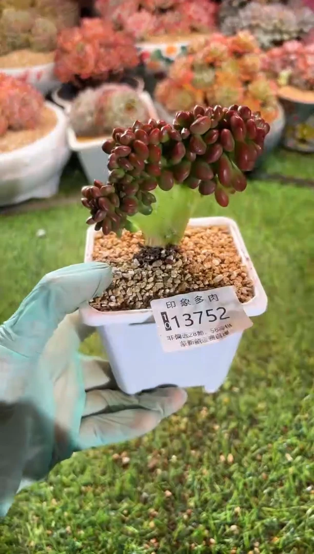 【闪购商品】13752