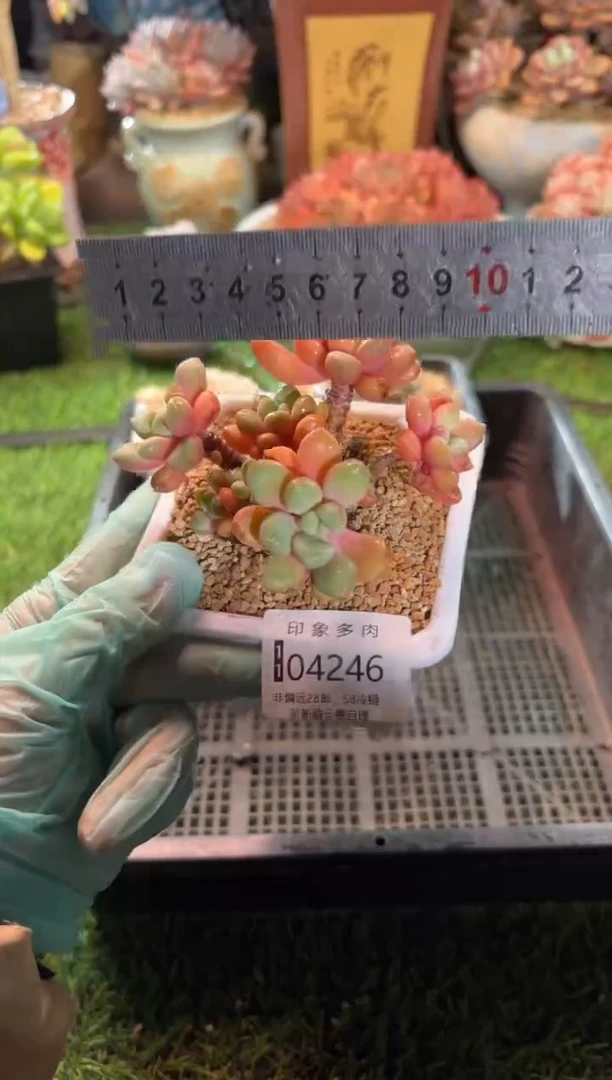 【闪购商品】04246