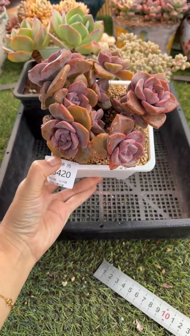 【闪购商品】18420