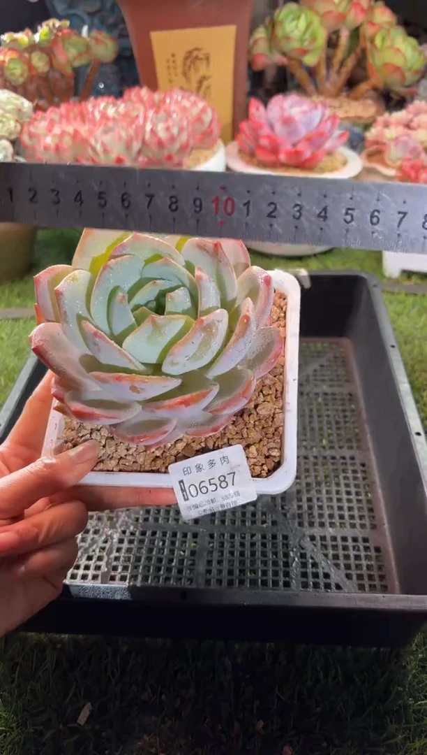 【闪购商品】06587