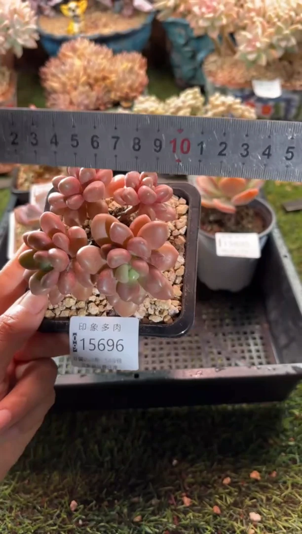 【闪购商品】15696