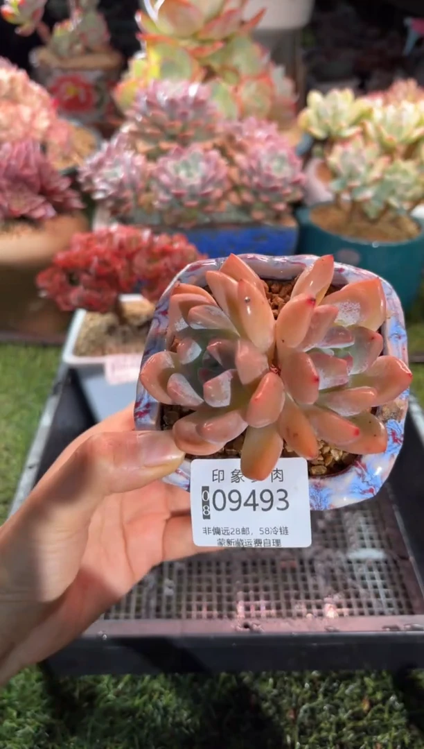 【闪购商品】09493