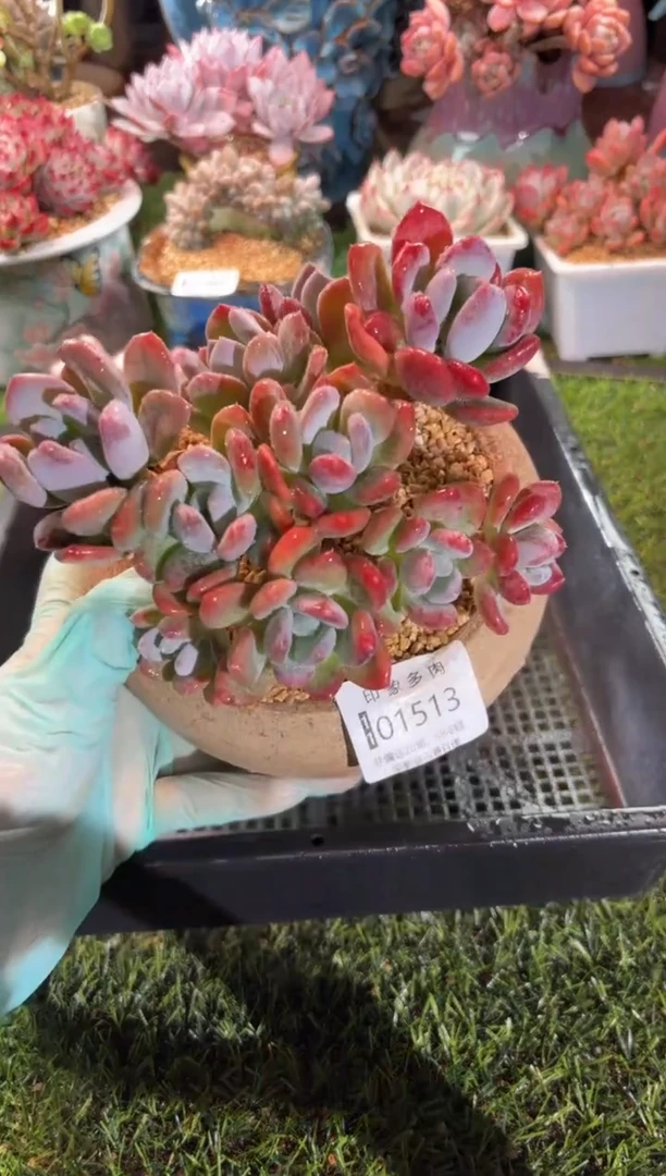 【闪购商品】01513