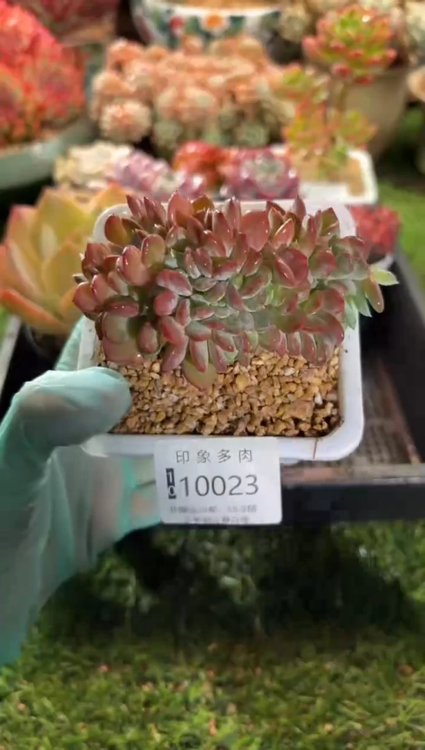 【闪购商品】10023