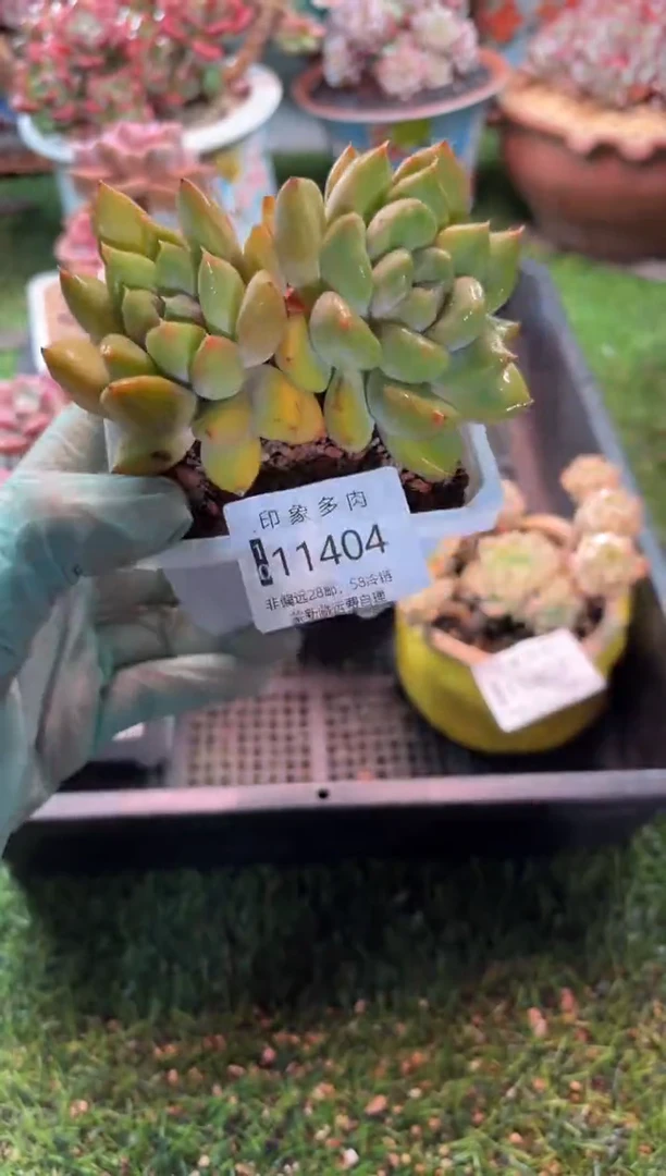 【闪购商品】11404