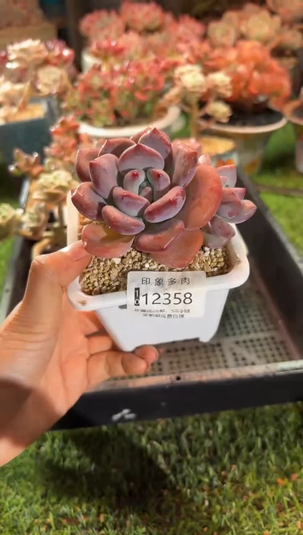 【闪购商品】12358