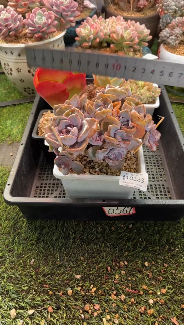 【闪购商品】18223