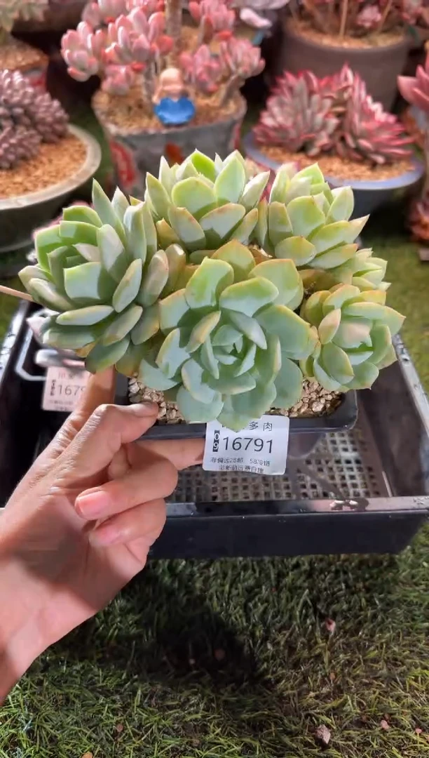 【闪购商品】16791