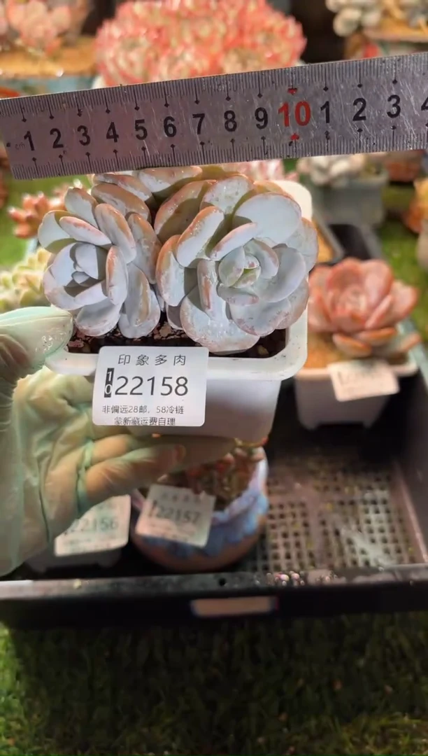 【闪购商品】22158