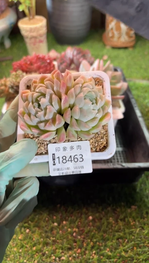 【闪购商品】18463