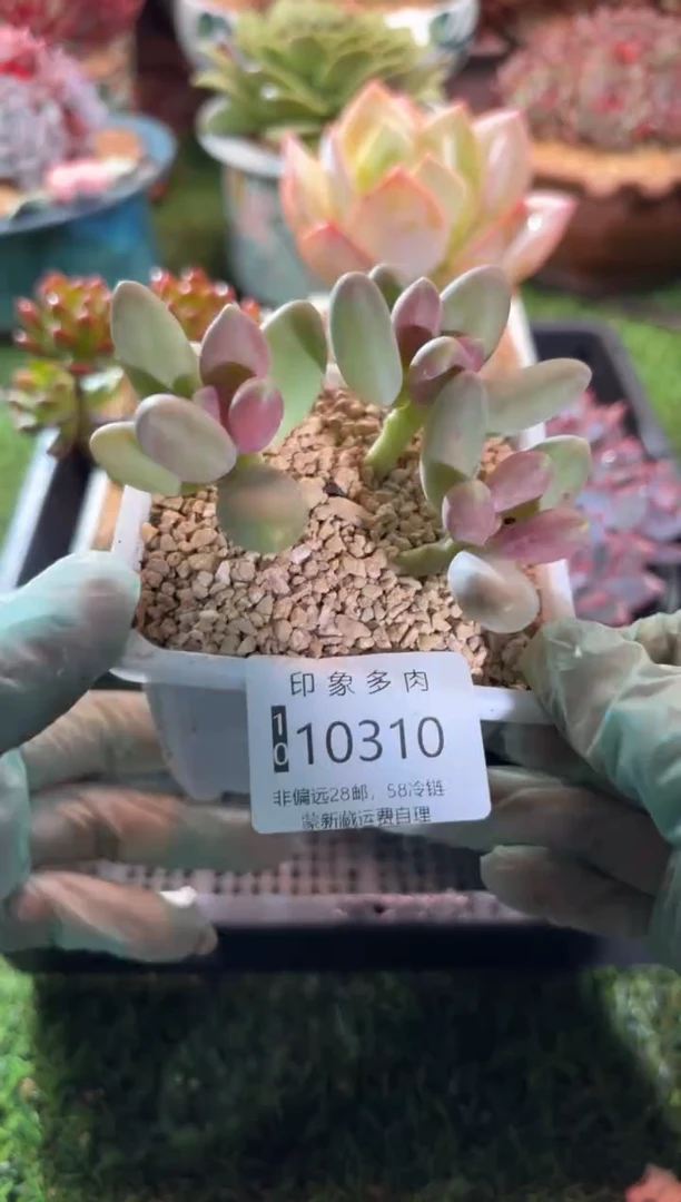 【闪购商品】10310