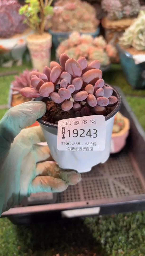 【闪购商品】19243