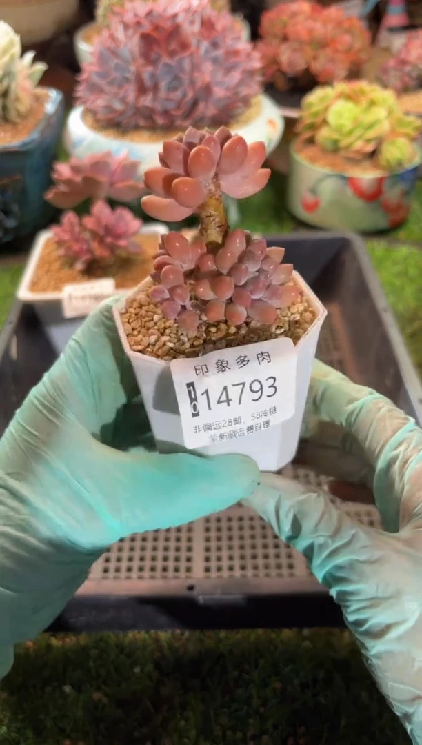 【闪购商品】14793