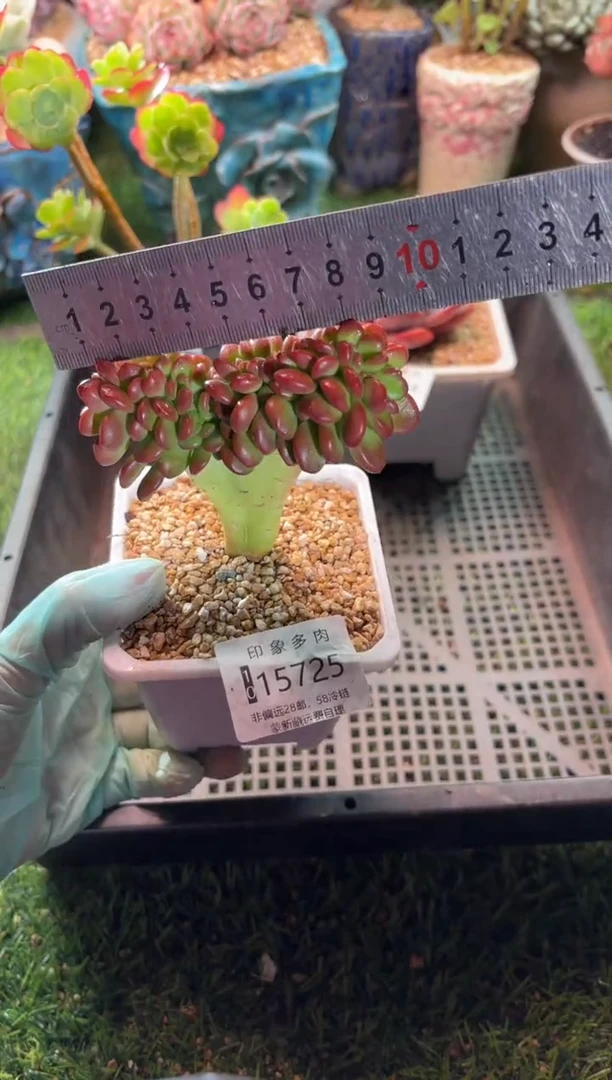 【闪购商品】15725