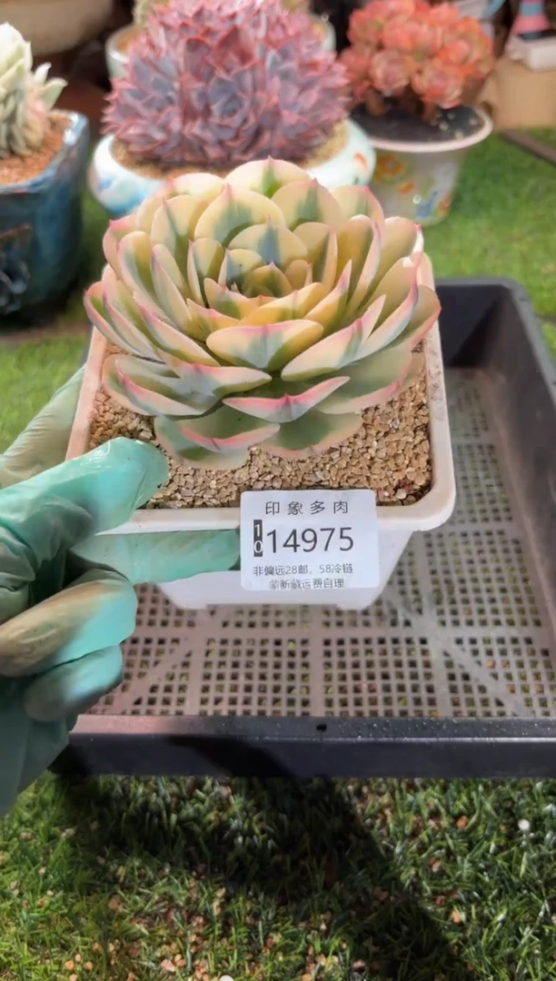 【闪购商品】14975