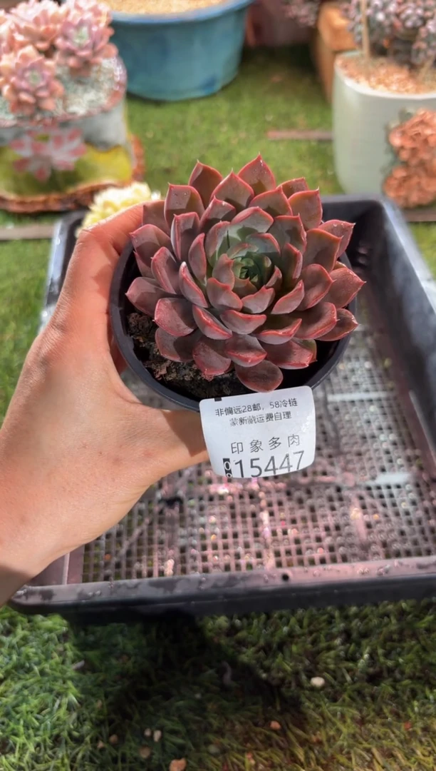 【闪购商品】15447