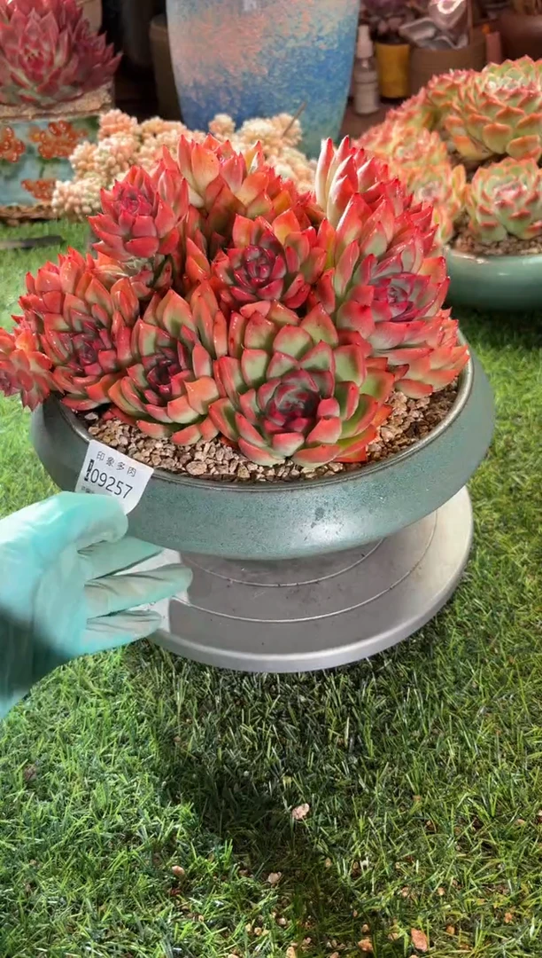 【闪购商品】09257带盆土发物流