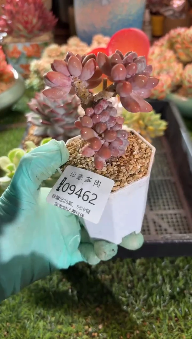 【闪购商品】09462