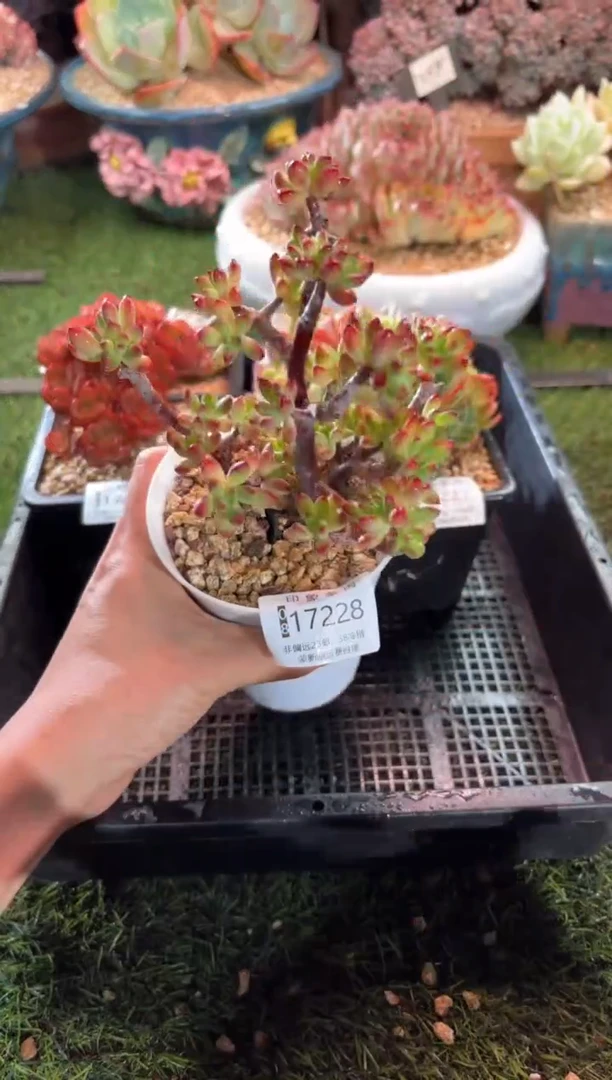 【闪购商品】17228