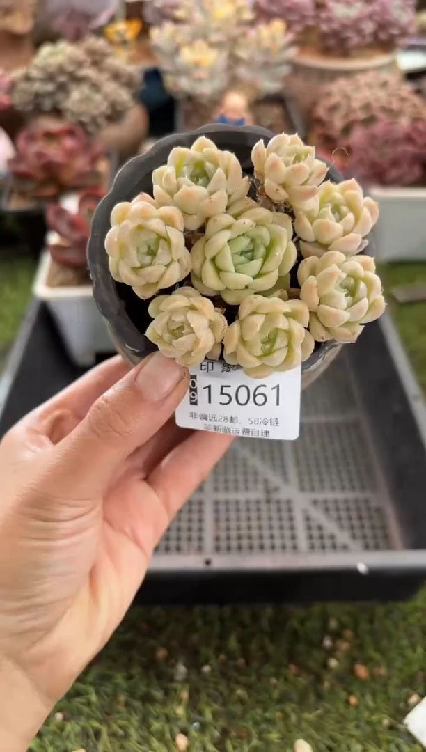 【闪购商品】15061