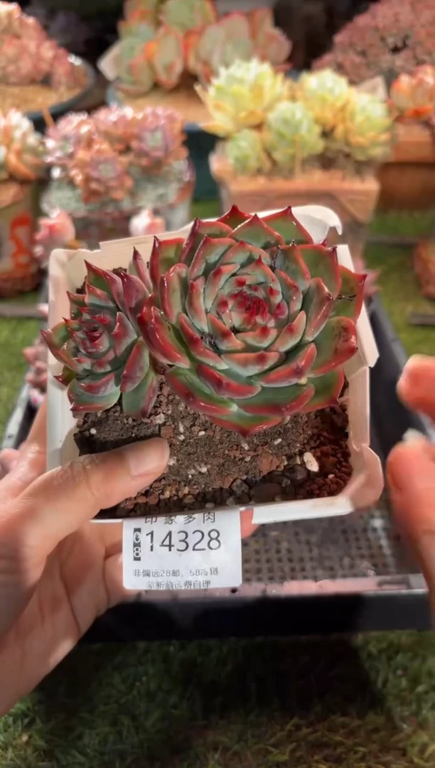 【闪购商品】14328