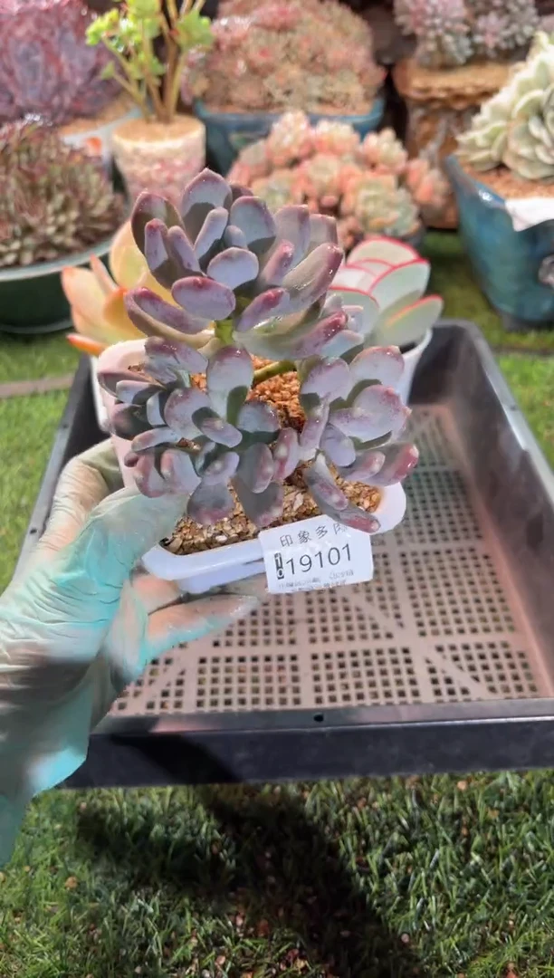 【闪购商品】19101