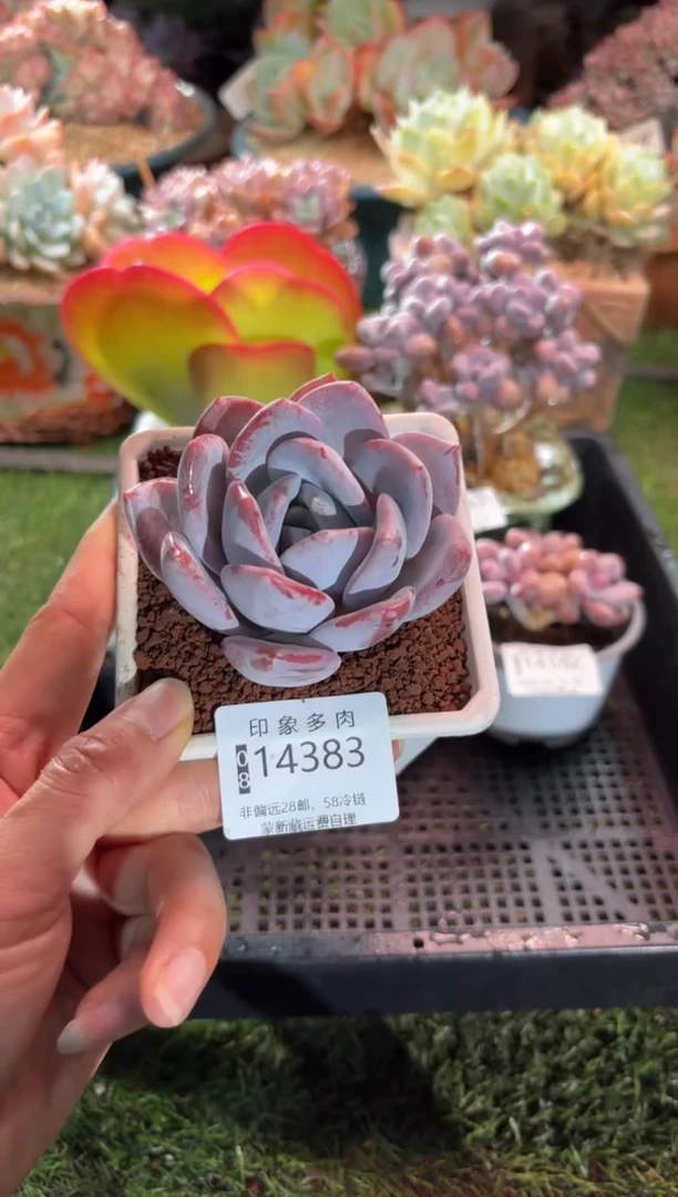 【闪购商品】14383