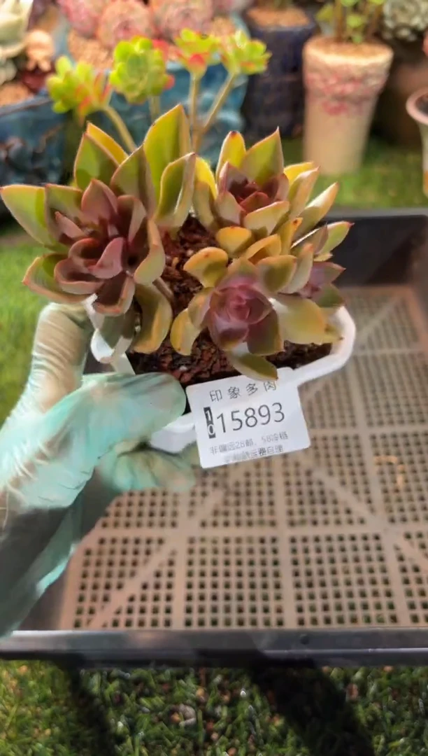 【闪购商品】15893