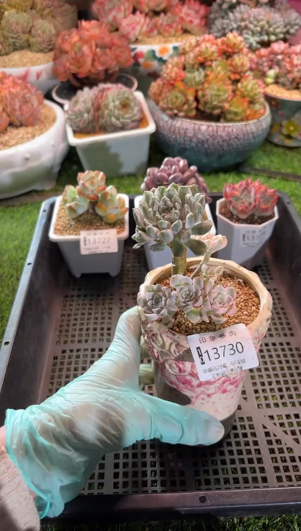 【闪购商品】13730