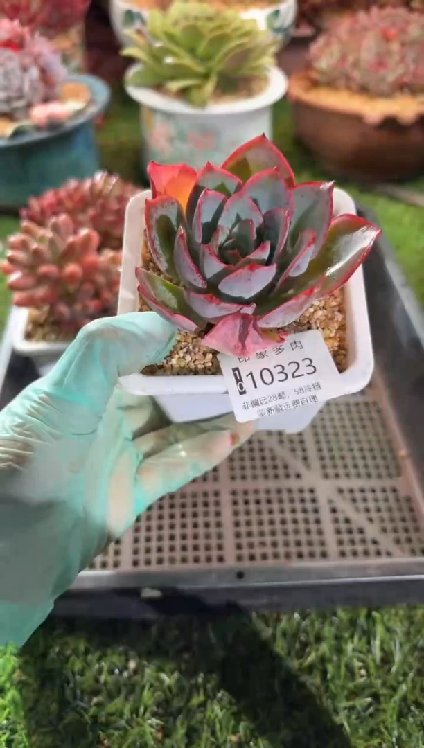 【闪购商品】10323